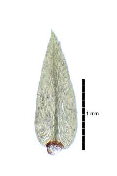 Image of Bryaceae