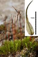 Image of didymodon moss