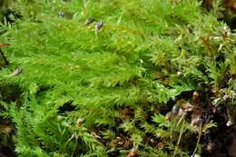 Image of pohlia moss