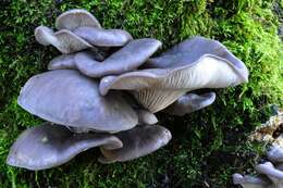 Image of Pleurotus