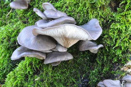 Image of Pleurotus