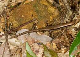 Plestiodon kishinouyei (Stejneger 1901) resmi