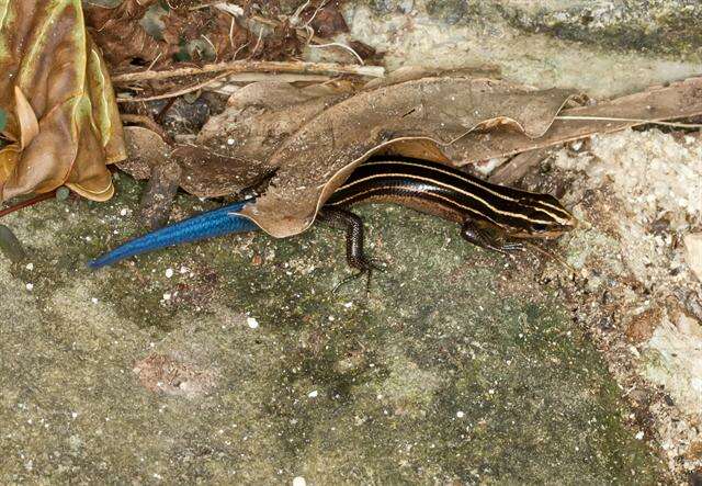 Image of Stimpson's Skink