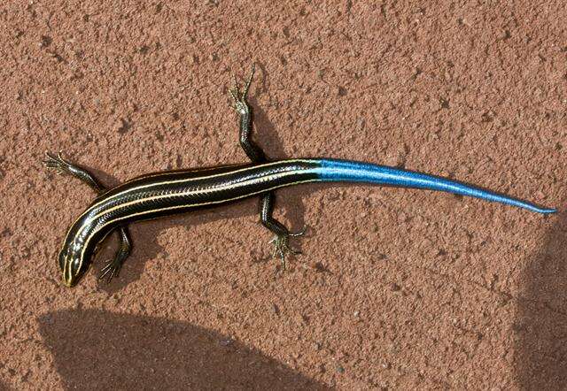 Image of Stimpson's Skink