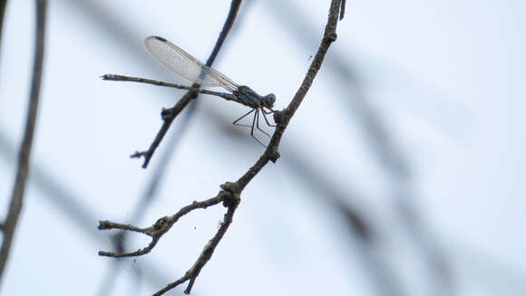 Image of Austrolestes aridus (Tillyard 1908)