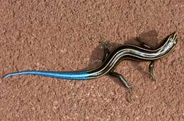 Image of Stimpson's Skink