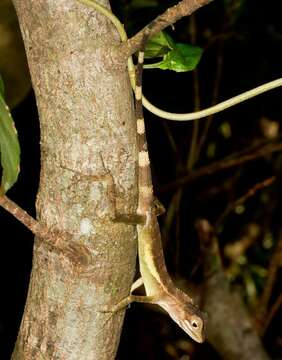 Image of Okinawa Tree Lizard