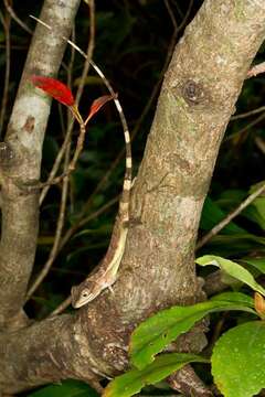 Image of Okinawa Tree Lizard