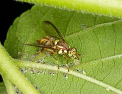 Image of fruit flies