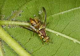 Image of fruit flies