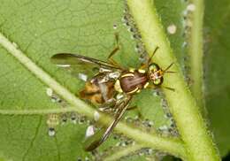 Image of fruit flies