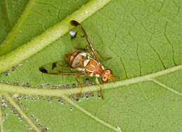 Image of fruit flies