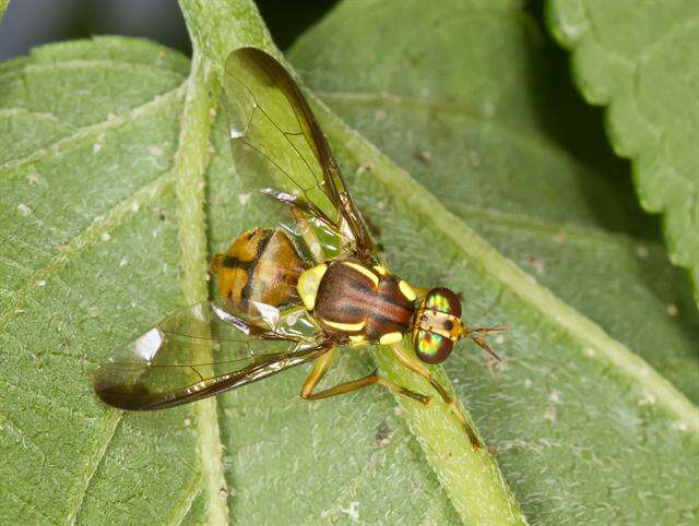 Image of fruit flies