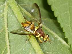 Image of fruit flies