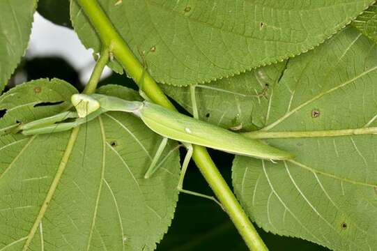 Image of giant Asian mantis