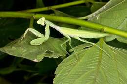 Image of giant Asian mantis