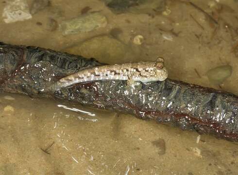 Image of mudskipper