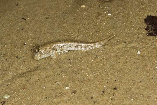 Image of mudskipper