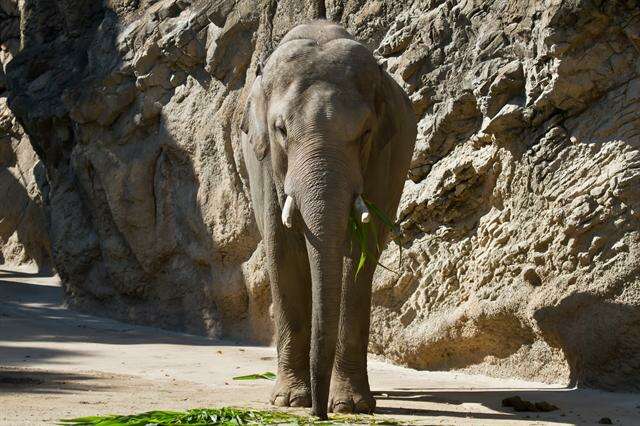 صورة فيلة آسيوية