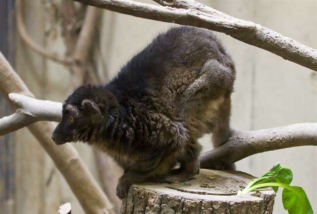 Image of true lemur