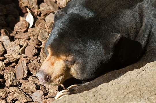 Image of Sun bear