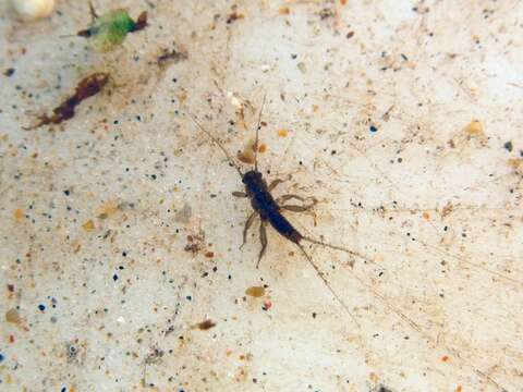 Image of spring stoneflies