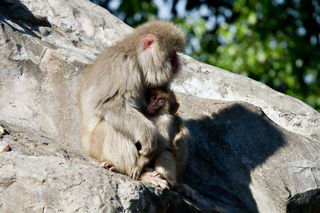 Image of macaques