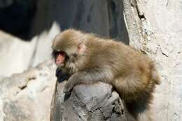 Image of macaques