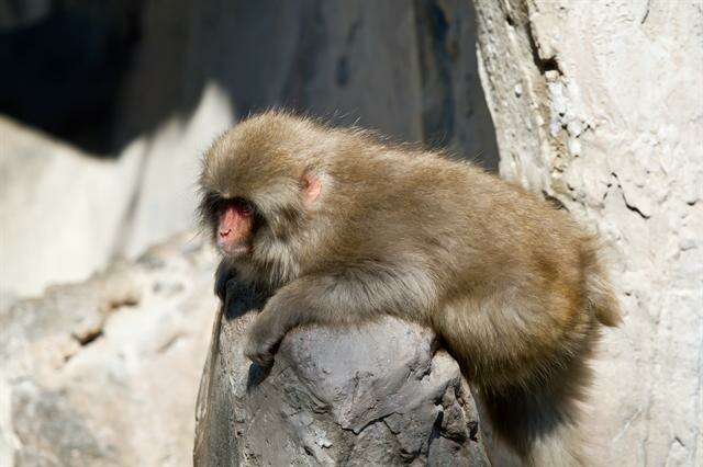 Image of macaques