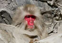 Image of macaques