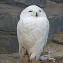 Image of snowy owl
