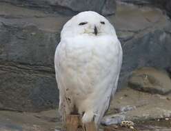 Image of snowy owl