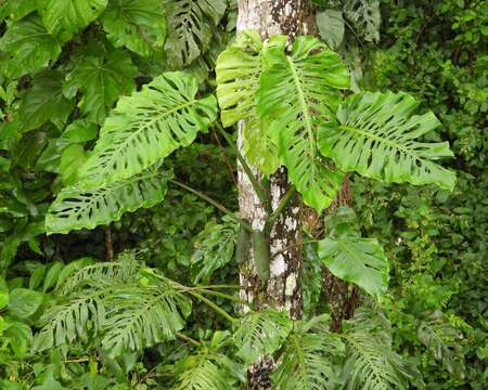 Image of Monstera siltepecana Matuda