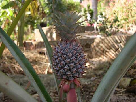 Image of Pineapples