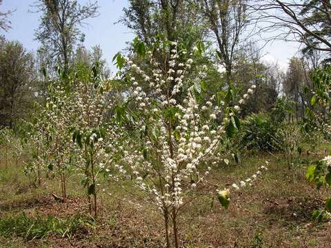 Image de Coffea arabica L.