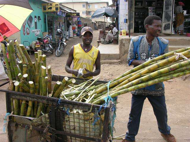 Image of sugarcane