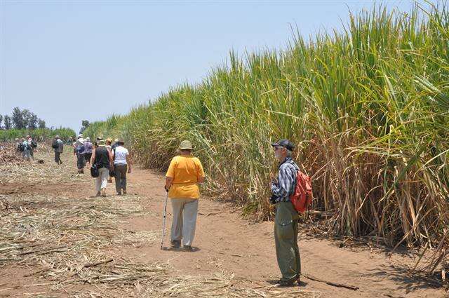 Image of sugarcane