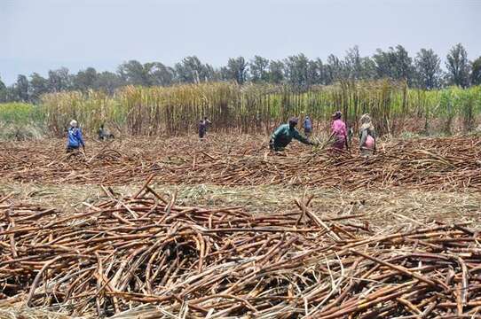 Image of sugarcane