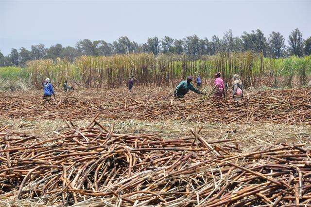 Image of sugarcane