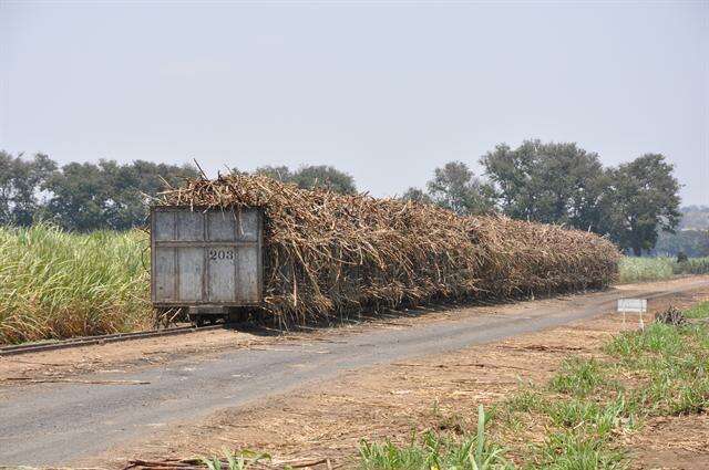 Image of sugarcane