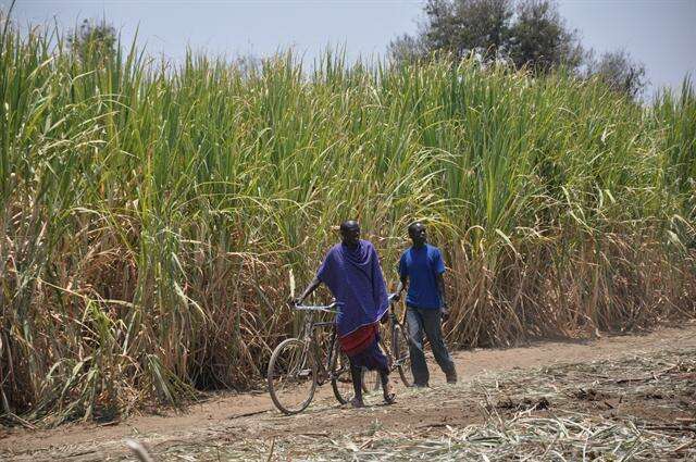 Image of sugarcane