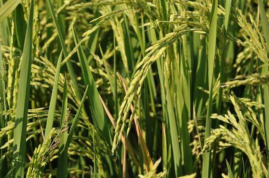 Image of rice