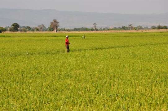 Image of rice