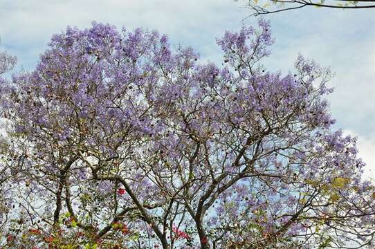 Image of bignonias