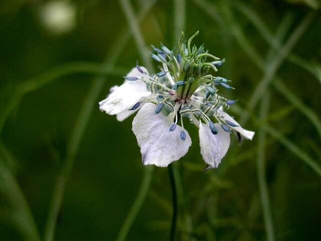 Plancia ëd Nigella