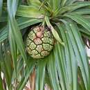 Image of Pandanus odorifer (Forssk.) Kuntze