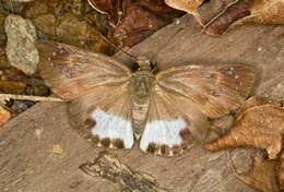 Image of Tagiades trebellius Hopffer 1874