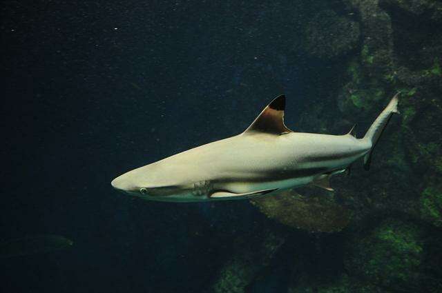 Image de Carcharhinus