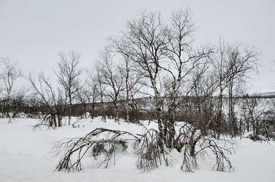 Image of northern birch