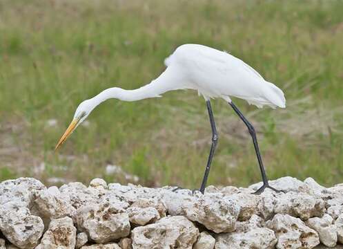 Image of Intermediate Egret